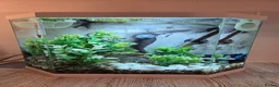 Bettas fish for sale: Male Super Delta Betta & Accessories  in Staines - Advert 1