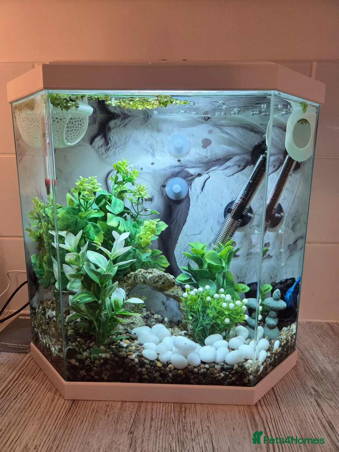 Bettas fish for sale: Male Super Delta Betta & Accessories  in Staines - Advert 1