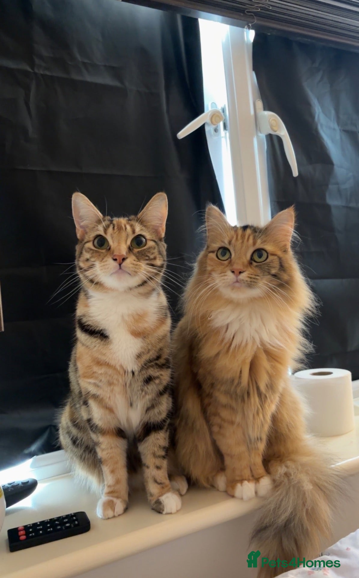 Mixed Breed cats 2  beautiful female cats - Advert 6