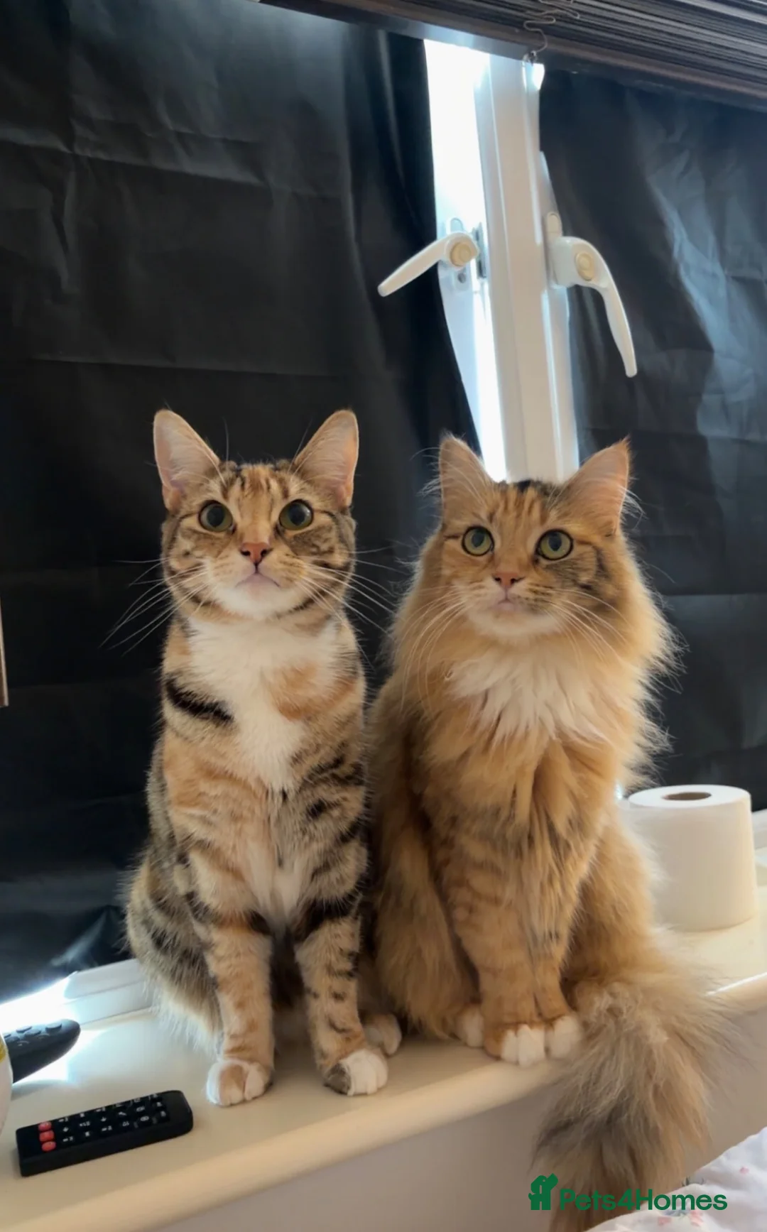 Mixed Breed cats for sale: 2  beautiful female cats in Southampton - Advert 1