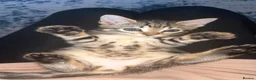 Mixed Breed cats for sale: Bengal mix - Advert 14