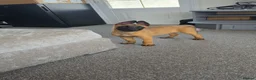 Belgian Shepherd Dog dogs for sale: 10 week old belgian malinois female puppy - Advert 2