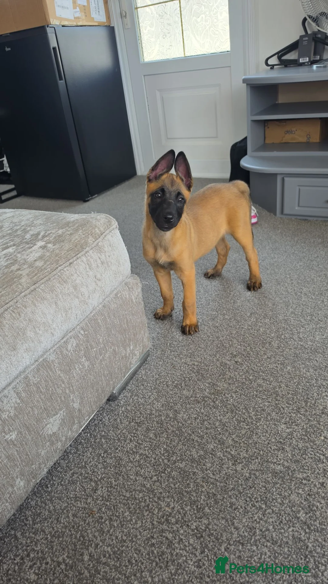 Belgian Shepherd Dog dogs for sale: 10 week old belgian malinois female puppy - Advert 2