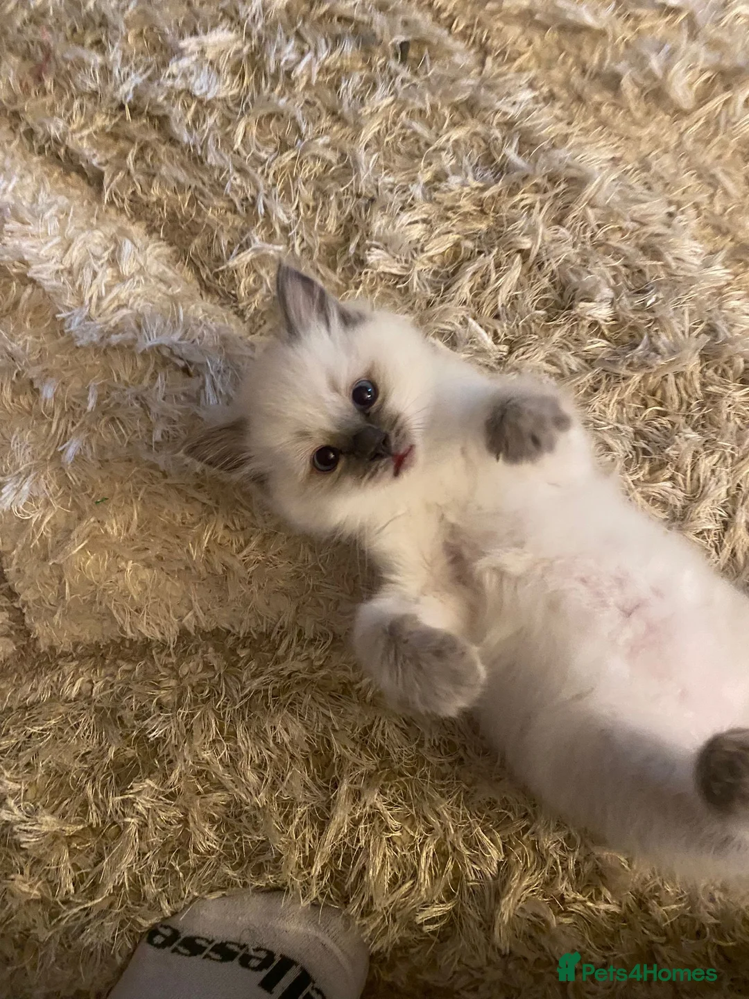 Ragdoll cats for sale: Ragdoll Kitten - Advert 8