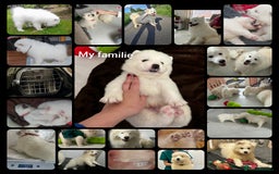 Samoyed dogs for sale: KC reg. Samoyed puppies with champ bloodline  - Advert 8