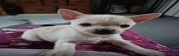 French Bulldog dogs for adoption: Frenchie pup  - Advert 2