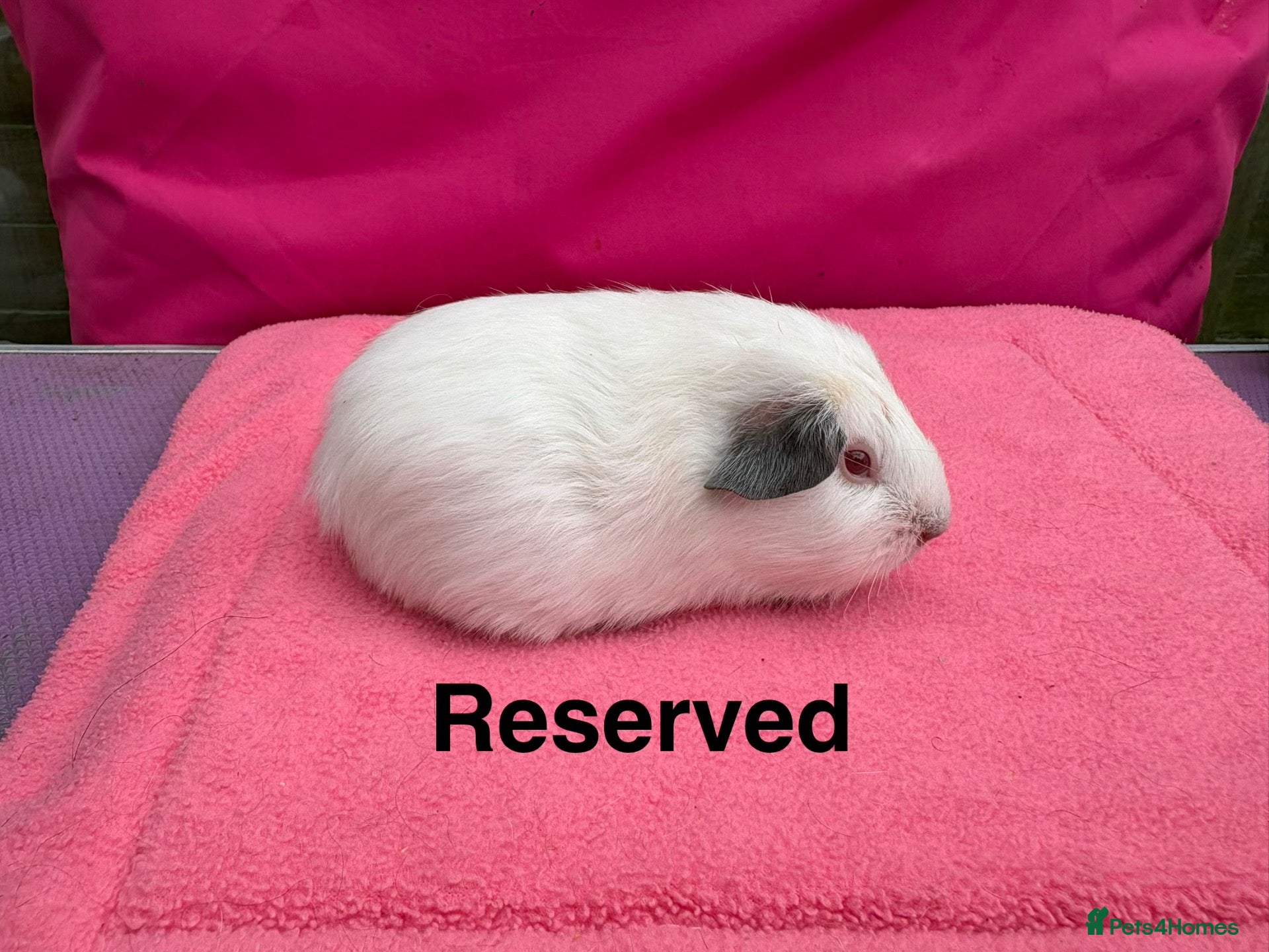 Guinea Pig rodents Californian & Himalayan - Boars & Sows - Advert 1
