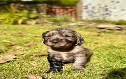 Sprocker dogs for sale: Sprocker spaniel puppies  - Image 14