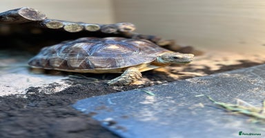 Tortoise reptiles - Advert 7