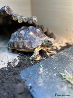 Tortoise reptiles - Advert 2