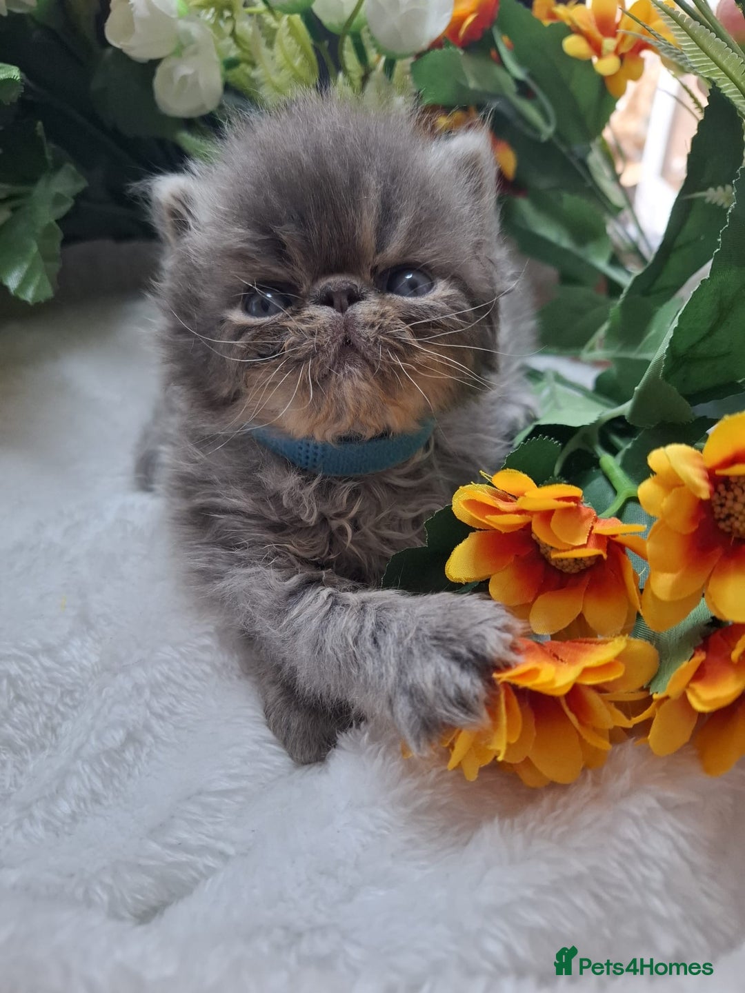 Persian cats for sale: Persian Kittens looking for their forever homes - Image 2