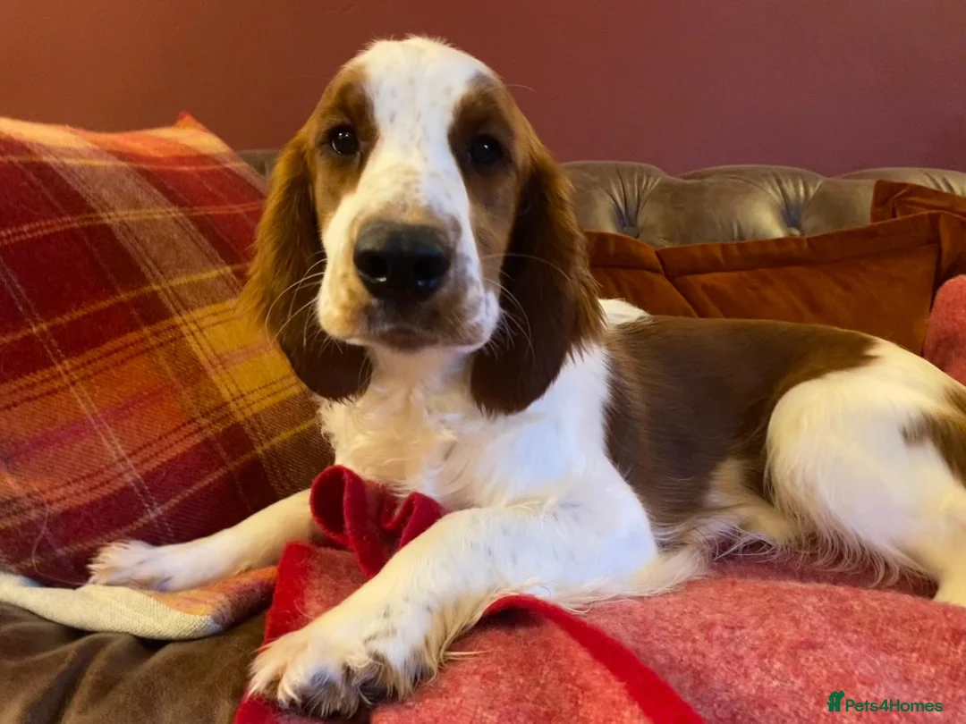 Welsh Springer Spaniel dogs for sale: beautiful young lady available - Advert 2