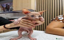 Sphynx cats for sale: Two beautiful little lions  - Advert 9