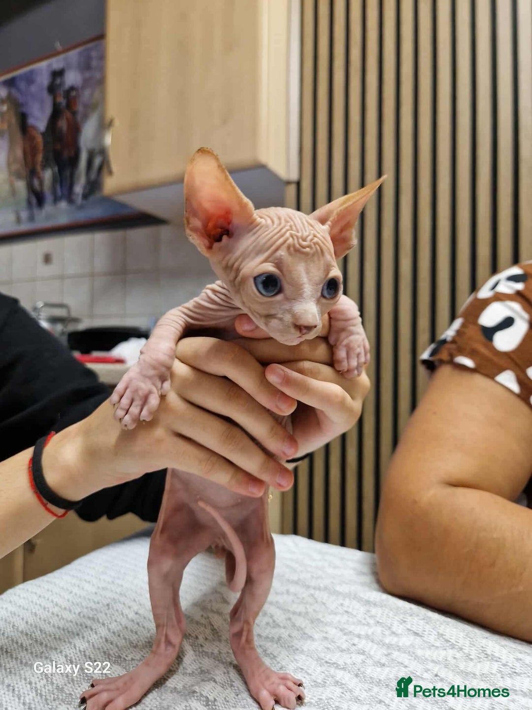 Sphynx cats for sale: Two beautiful little lions  - Advert 9