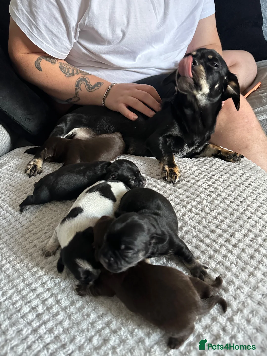 Mixed Breed dogs for sale: Pug/long haired mini dachshund  - Advert 1