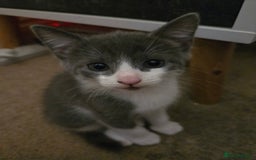 Mixed Breed cats for sale: 3 female kittens for sale £25 each - Image 3