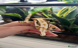 Gecko reptiles for sale: Lily White Crested Gecko - Image 2