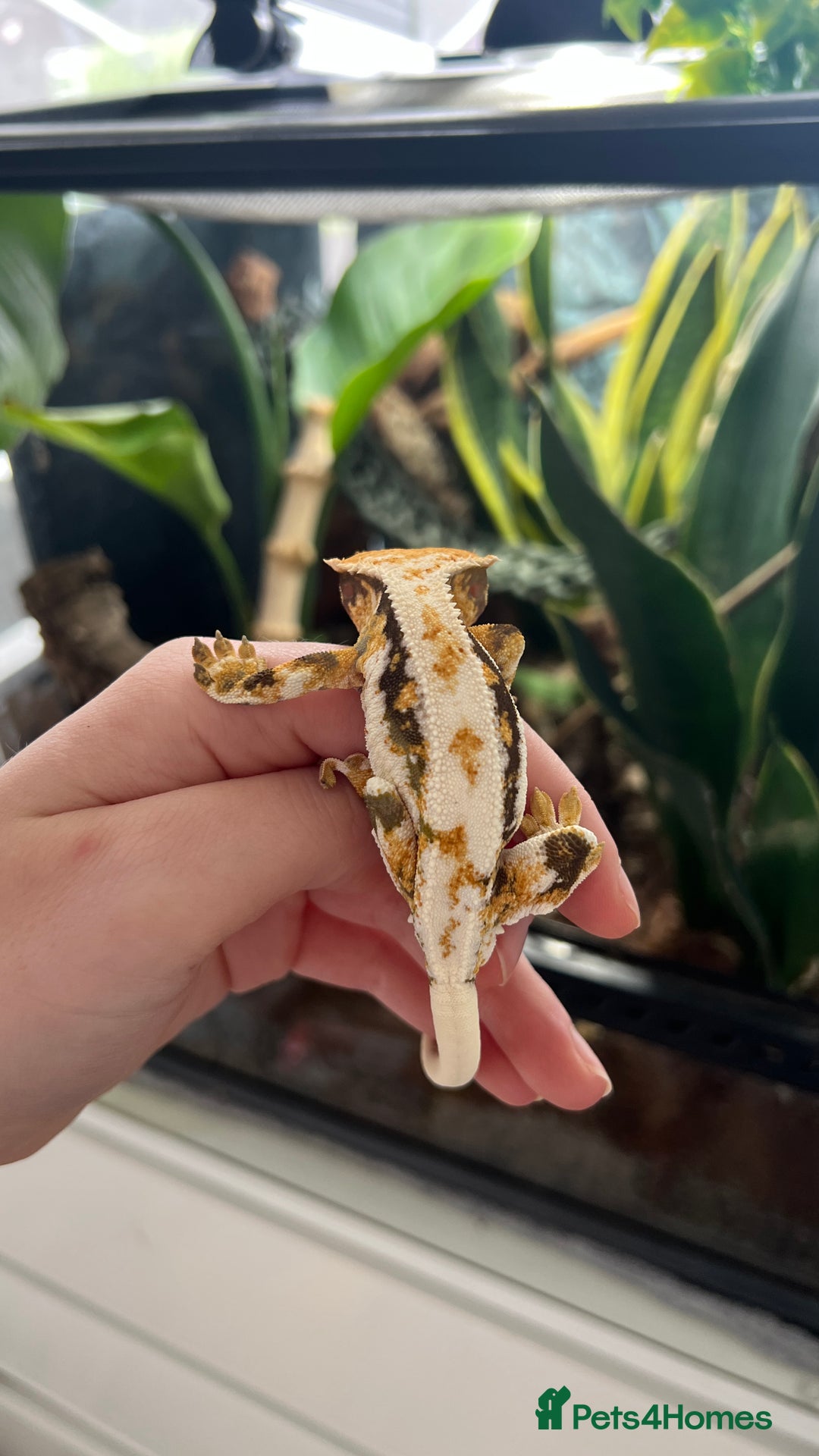 Gecko reptiles for sale: Lily White Crested Gecko - Image 2