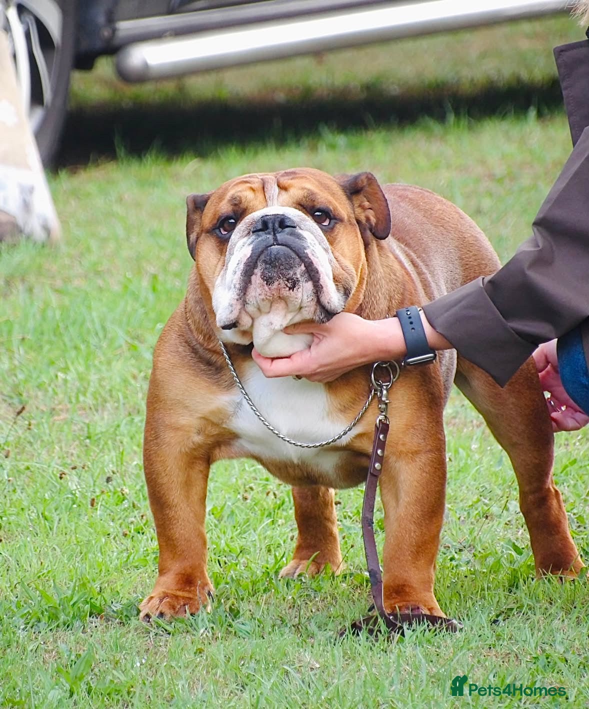 English Bulldog dogs Fancy breeding a from a real bulldog? - Advert 14