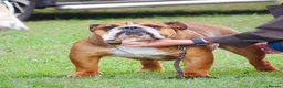 English Bulldog dogs for stud: Yes! Finally a proper bulldog!  - Advert 1