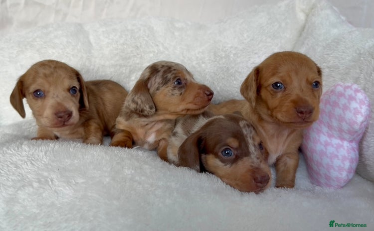 Miniature Dachshund dogs - Advert 15