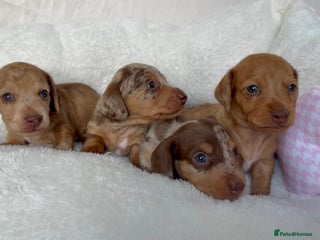 Miniature Dachshund dogs - Advert 10