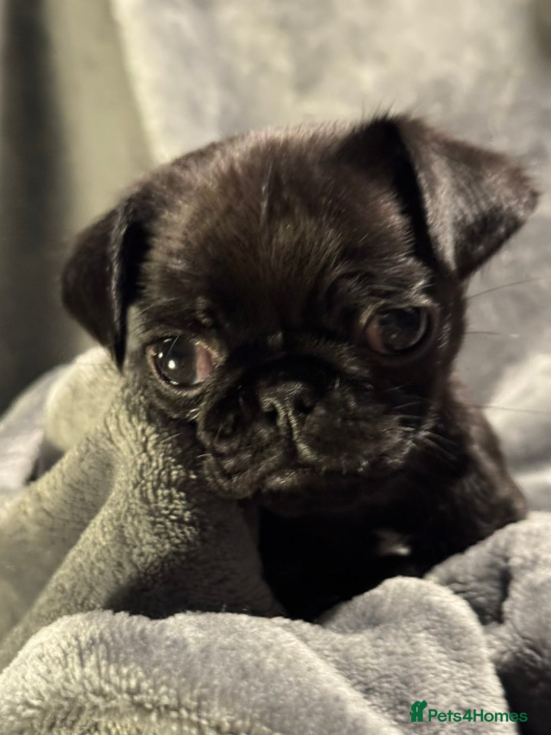 Pug dogs for sale: Beautiful pug puppies - Advert 3