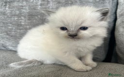 Ragdoll cats for sale: Ragdoll kittens for sale  - Image 3