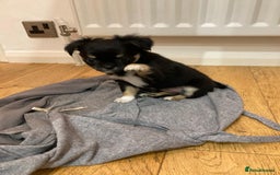 Chihuahua dogs for sale: 3 Beautiful Chihuahua puppies for sale  - Advert 3