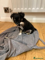 Chihuahua dogs 3 Beautiful Chihuahua puppies for sale - Advert 3