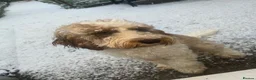 Cockapoo dogs for sale: 1 year old cockapoo in Newton-le-Willows - Advert 4