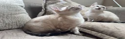 Bengal cats for sale: Stunning TICA Registered Snow Lynx Bengal Kittens - Advert 12