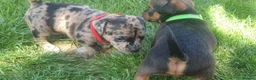 Mixed Breed dogs for sale: Patterdale Terrier x chihuahua puppies  - Advert 5