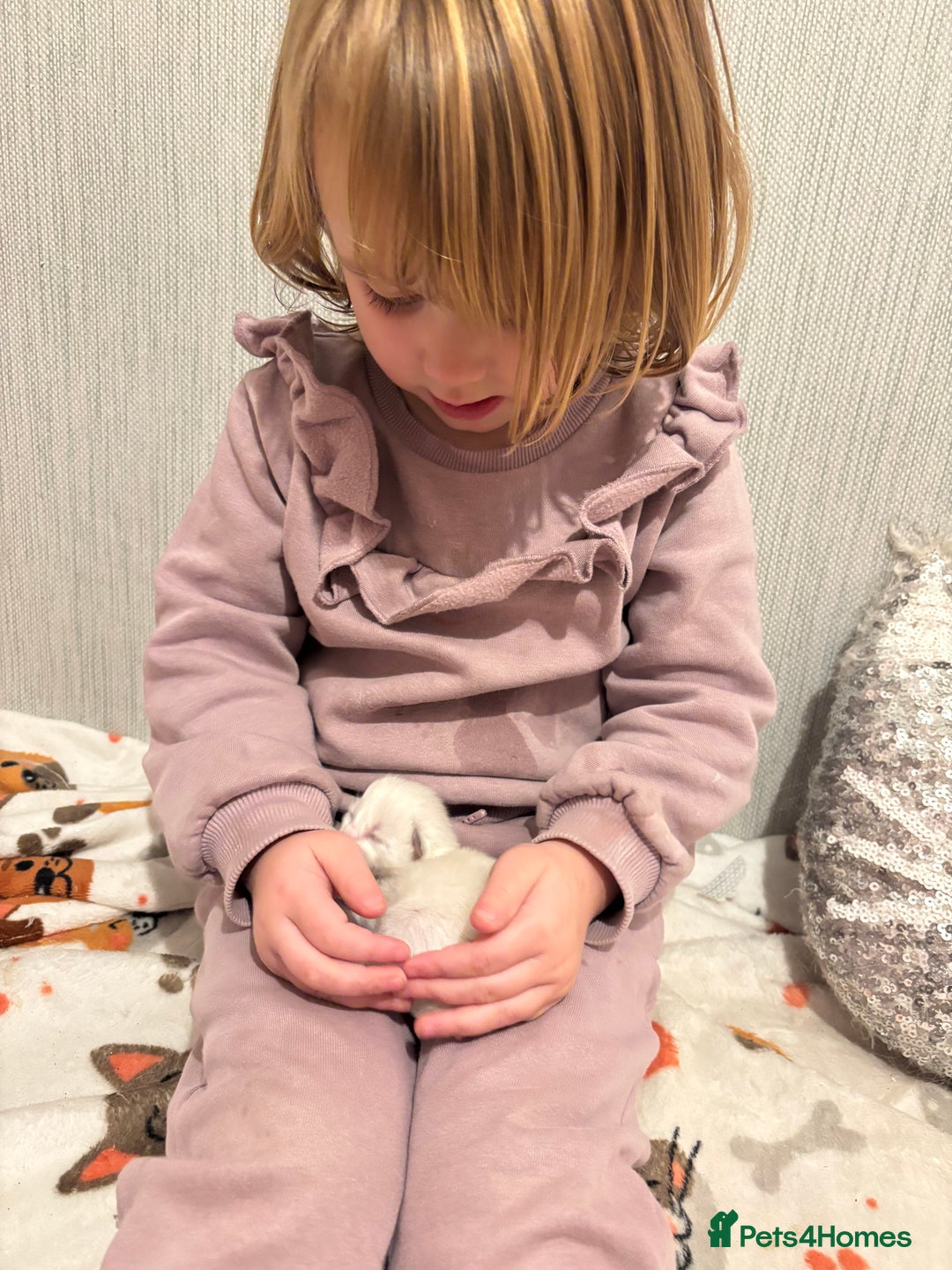 Ragdoll cats for sale: Stunning Ragdoll kittens  - Advert 8