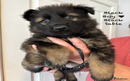 German Shepherd dogs for sale: K.C German Shepherd Puppies  - Image 2