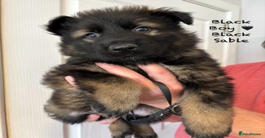German Shepherd dogs - Advert 5
