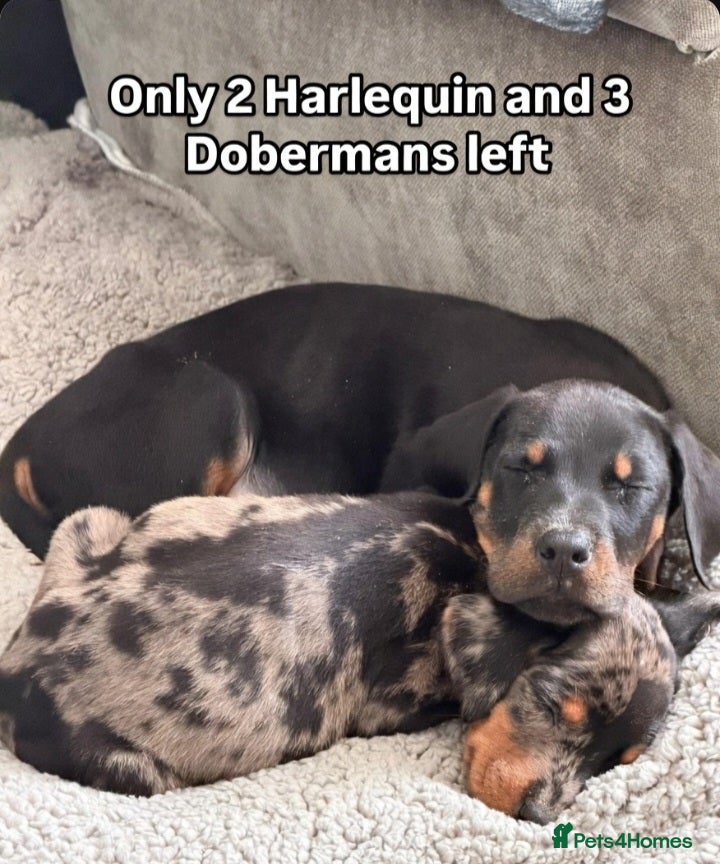 Mixed Breed dogs Champ KC registered Doberman & Beaceron puppies. - Advert 1