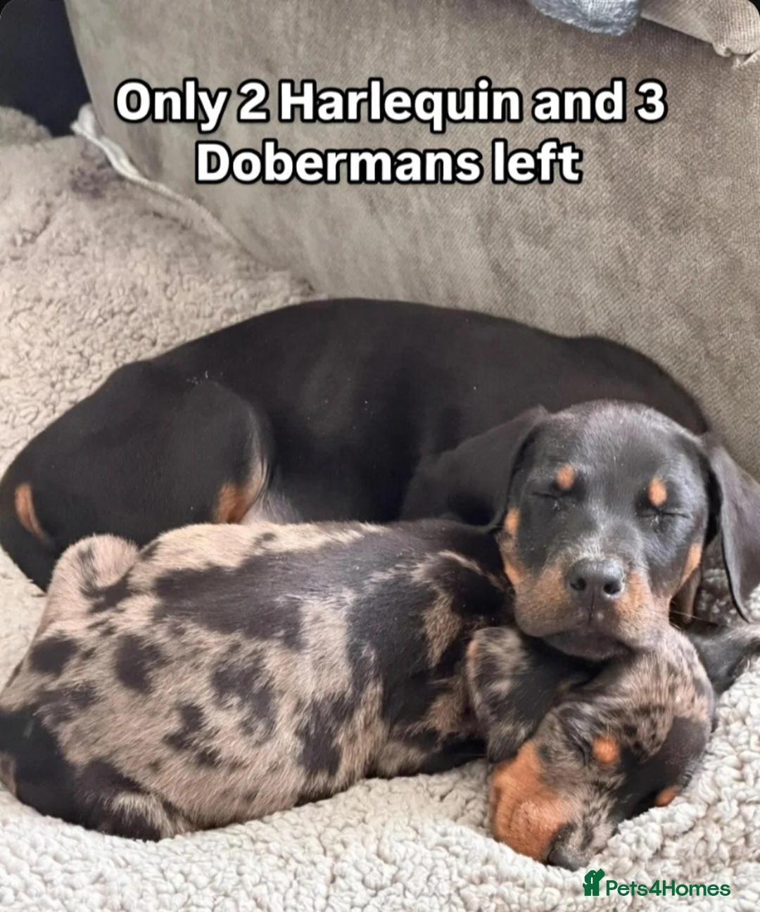 Mixed Breed dogs for sale: Champ KC registered Doberman & Beaceron puppies. - Advert 2