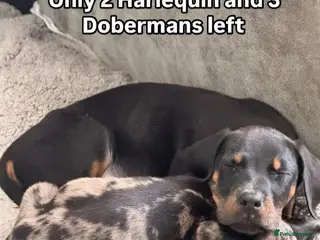 Mixed Breed dogs Champ KC registered Doberman & Beaceron puppies. - Advert 1