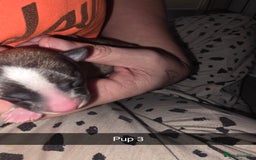 Chihuahua dogs for sale: 4 chihuahua girls - Advert 10