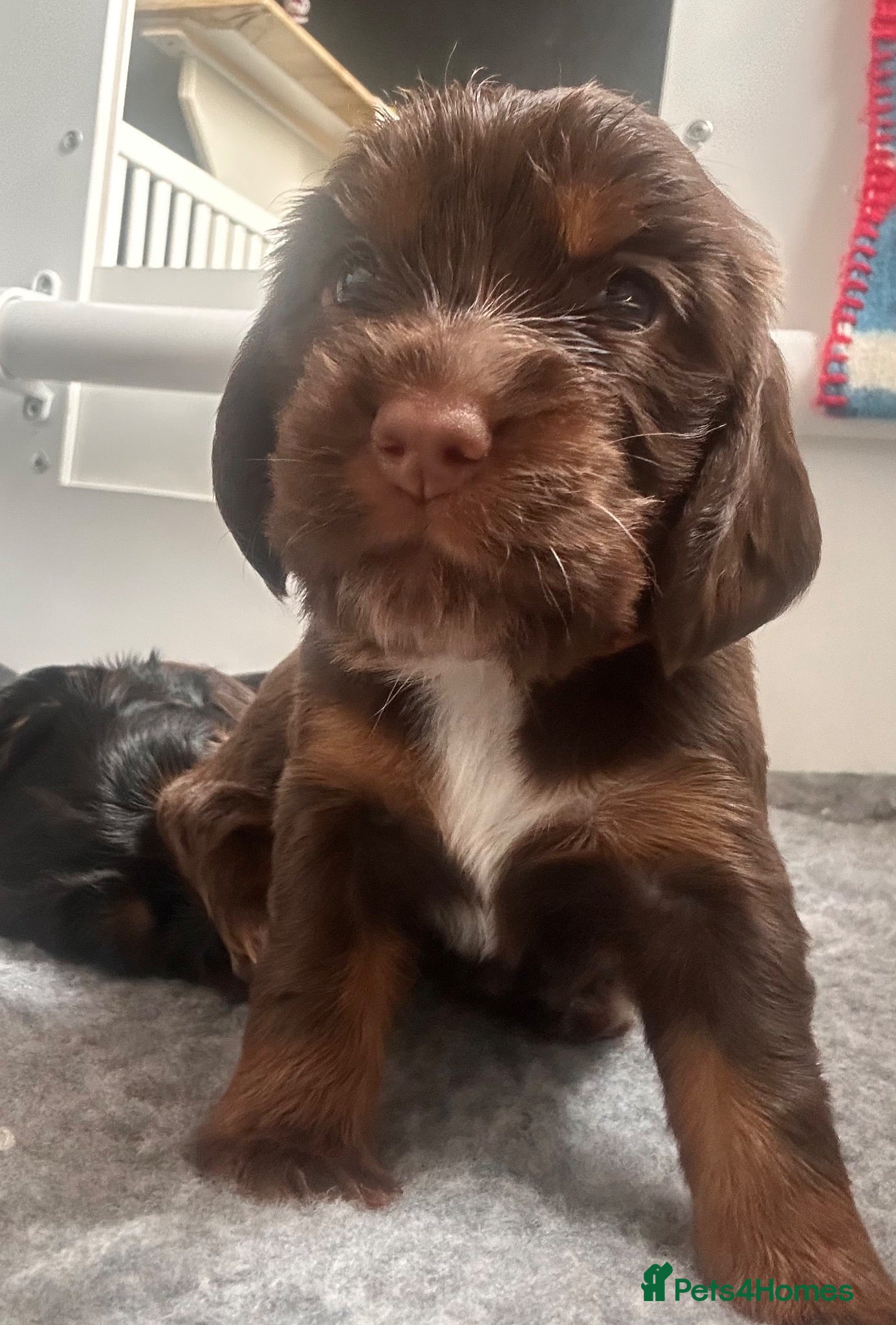Cocker Spaniel dogs 1 Beautiful cocker spaniel puppy remaining - Advert 22