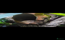 Gecko reptiles for sale: Male Leachie Gecko - Image 2