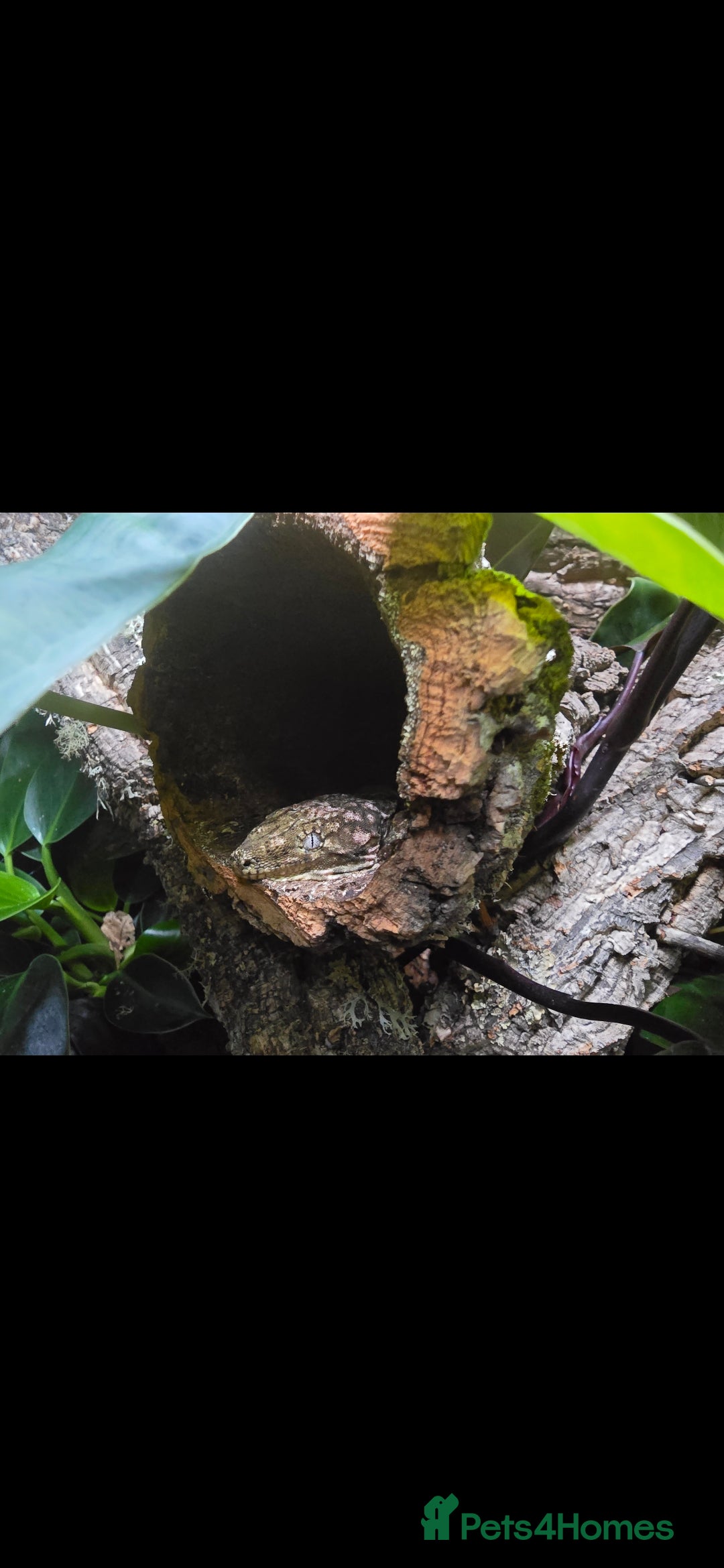 Gecko reptiles for sale: Male Leachie Gecko - Image 2