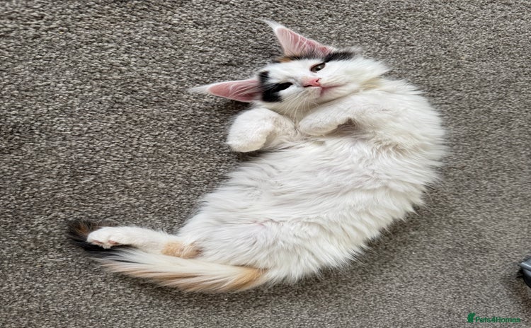 Maine Coon cats - Advert 16