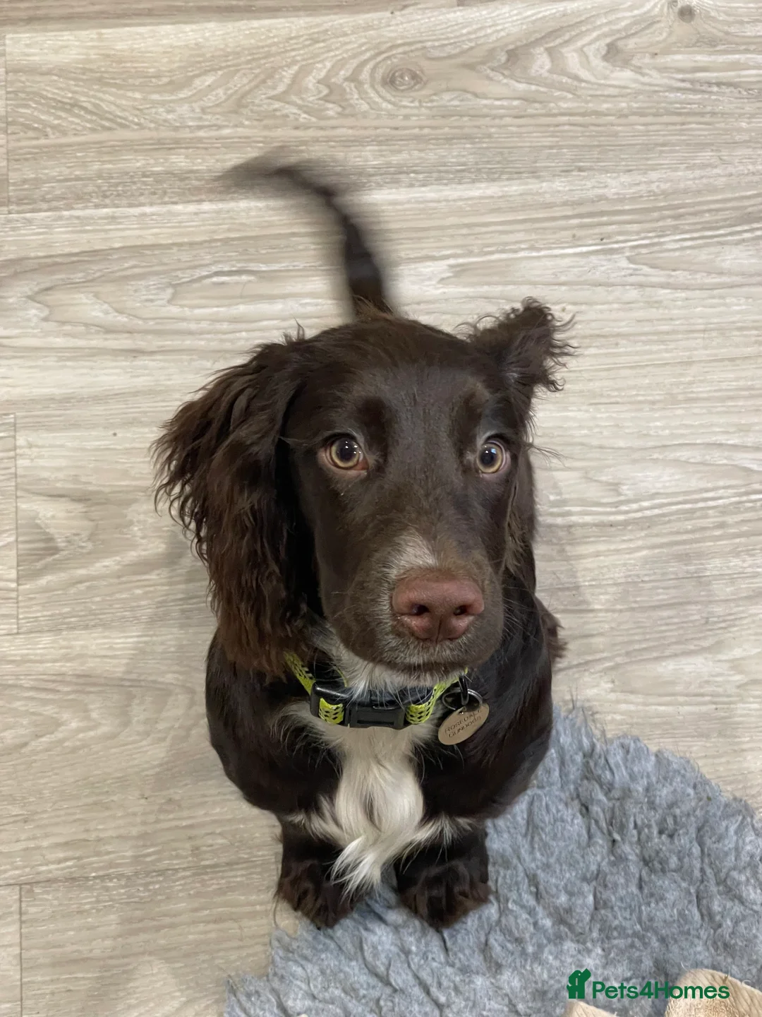 Cocker Spaniel dogs for sale: Gorgeous cocker spaniel  - Advert 5