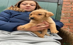 Labrador Retriever dogs for sale: Labrador puppies for sale 🐶 - Image 13