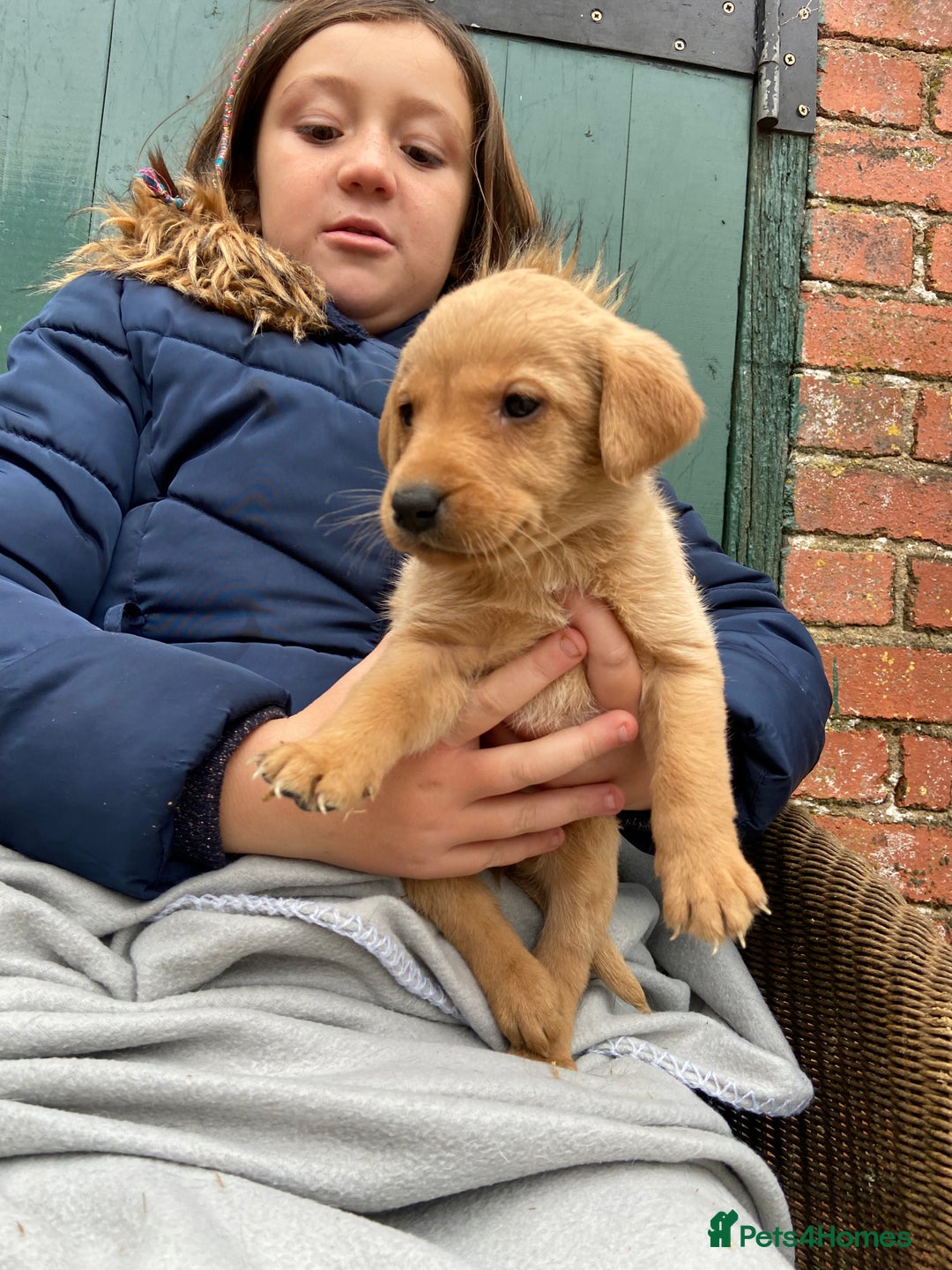 Labrador Retriever dogs for sale: Labrador puppies for sale 🐶 - Image 13