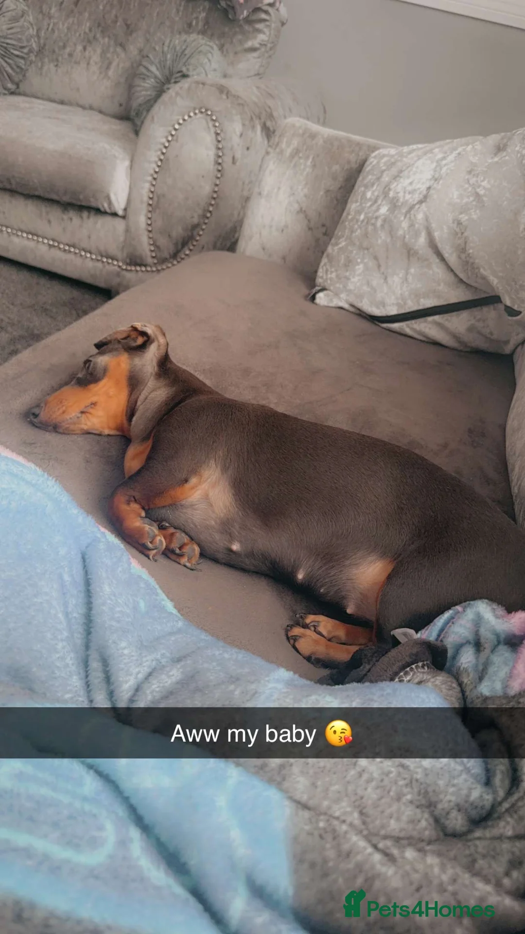 Miniature Dachshund dogs for sale: Miniature dachshund  - Advert 2