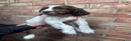 English Springer Spaniel dogs for sale: KC ESS - fully health tested parents.  - Advert 7