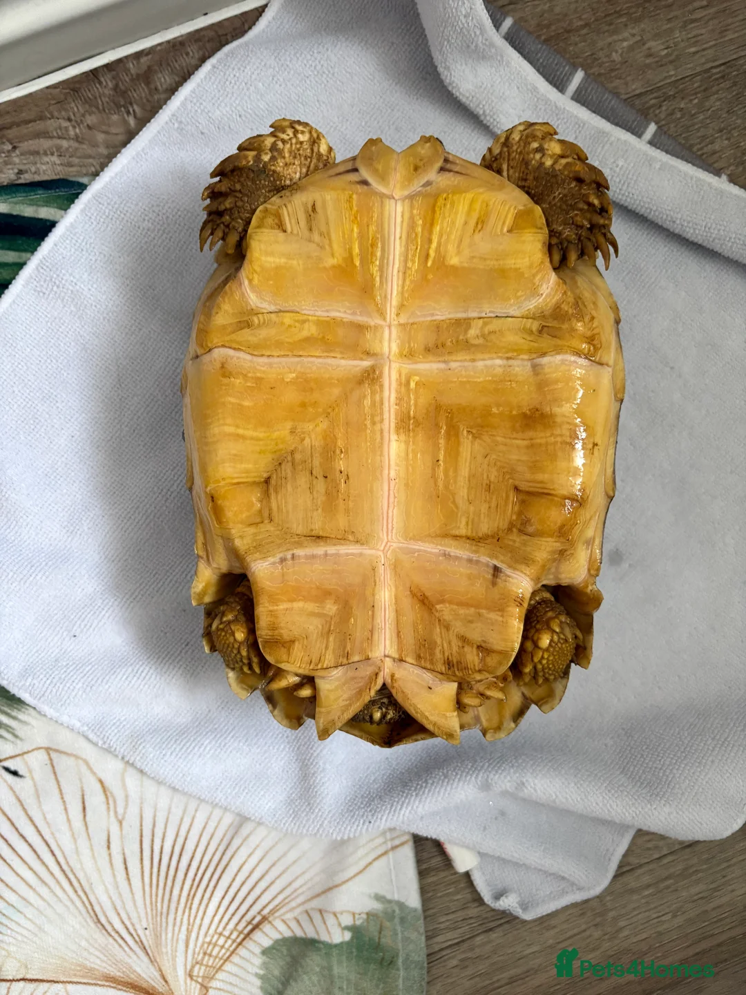 Tortoise reptiles for sale: 3 year old Sulcuta tortoise  - Advert 6